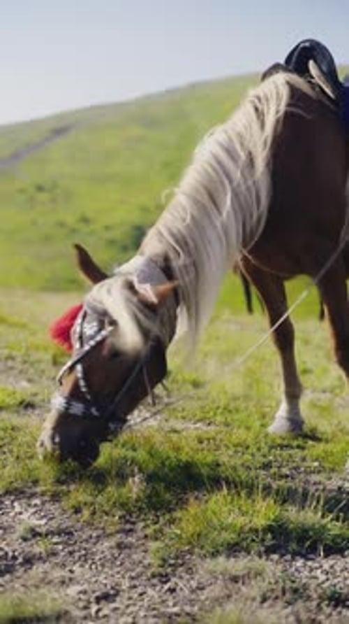 Tranquilo caballo pastando con melena fluida en los pastos de los Cárpatos