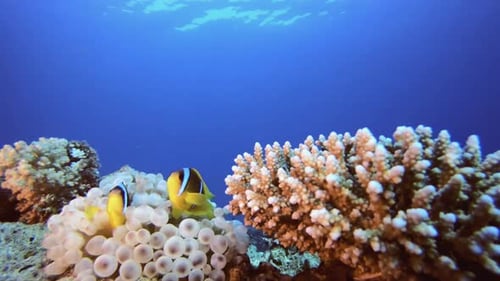 Reef Coral Tropical Clownfish