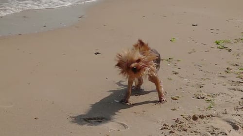 Dog Shaking off Water on a Sandy Beach