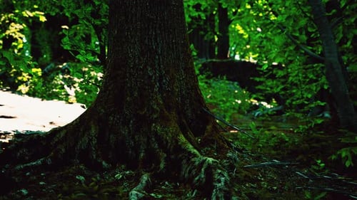 Large and Long Tree Roots with Moss
