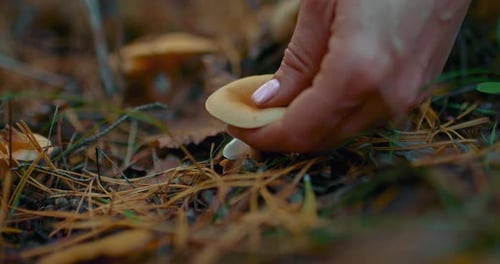 Woman's Hand Cuts an Edible Mushroom in the Forest