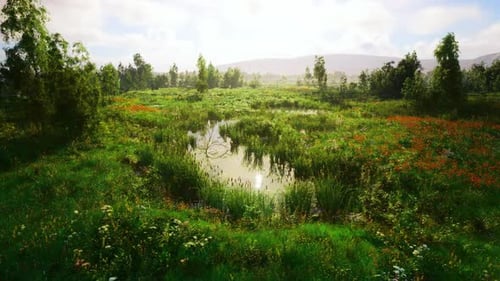Calm Environment Showcasing Diverse Plants and Buzzing Insects Across Wetlands
