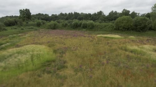 Beautiful summer view. Stock footage. Small bushes and overgrown grass around the river