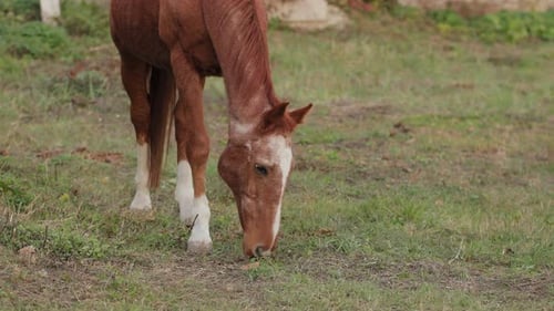 Chestnut Horse Grazing Peacefully in Green Pasture