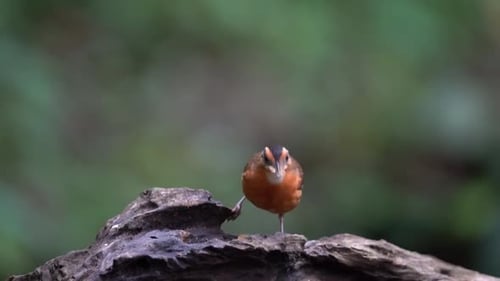 un bel oiseau babbler javanais à tête noire mange avec gourmandise