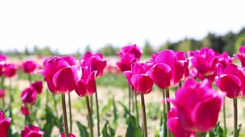 Camera movement along the tulip field. Background of purple tulips.The concept of tourism