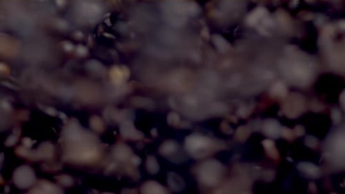 Roasted Coffee Beans Suspended in Mid-Air on Black