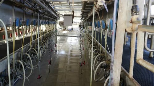 Interior of large milk factory with cow milking establisher
