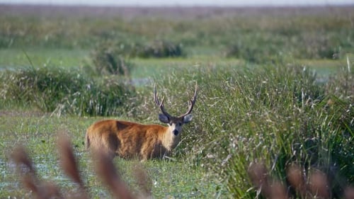 Large male marsh deer stands in wetland among tall grass and shrubs
