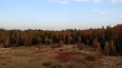 A forest glade bathed in the light of the setting sun.