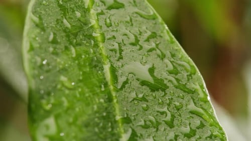 Macro Close Up of Leaf with Water Droplets