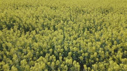 Tiefflug mit einer Drohne über ein Rapsfeld in niedriger Höhe, der die gelben Blüten des