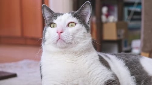 Gray and White Domestic Cat with Green Eyes at Home Looking Moving Head