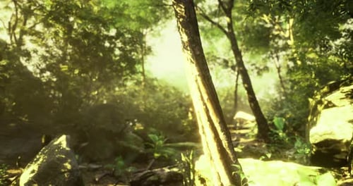 Sunlight Filtering Through Lush Greenery in a Serene Forest