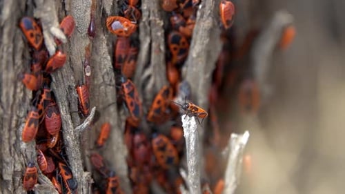 European Firebugs gather together on
