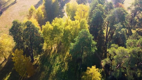 Survoler les arbres d'automne dans un parc dans une clairière par une belle journée ensoleillée