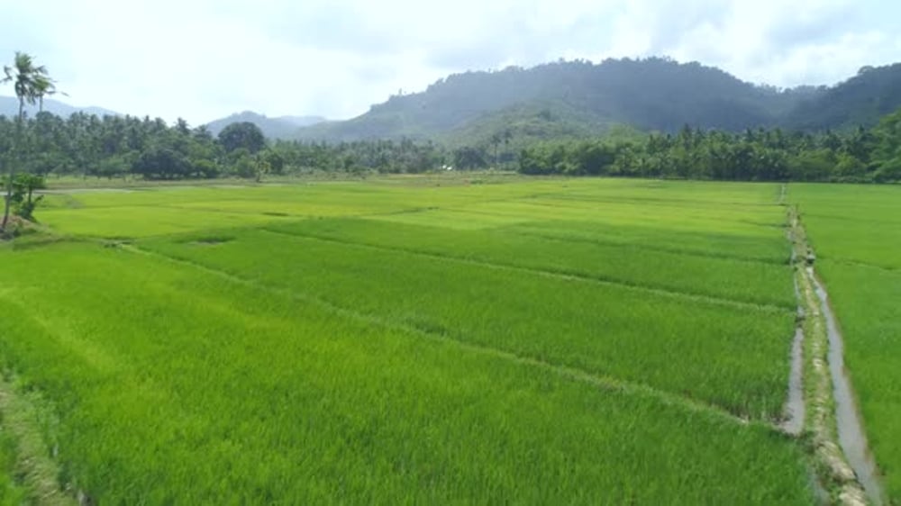 Aerial View of Green Rice Plantation Field Palawan Philippines, Nature ...