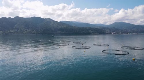 Salmon, Sea Bass And Trout Ponds