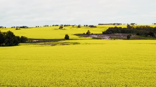 Aerial View of Bright Yellow Agricultural Field