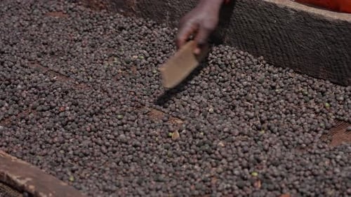 Drying Coffee Beans Production in Kenya