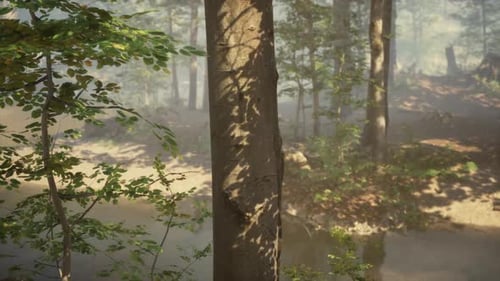 Sunlight Filtering Through Trees Over a Serene Forest Stream at Dawn