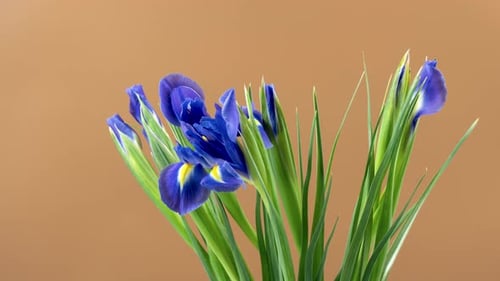 Blue Irises Blooming in Time-Lapse