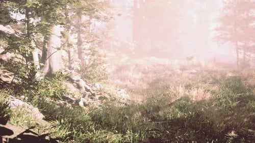 Paysage de forêt automnal sombre et magique avec des rayons de lumière chaude