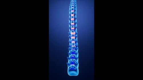 Futuristic Human Spine Anatomy Rotation with Glowing Discs