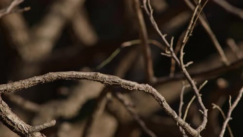 Colorful Bird Resting on a Bare Branch