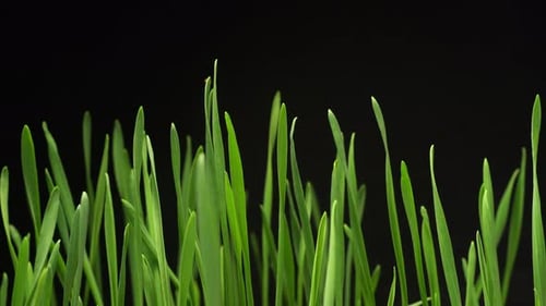 Green Grass Blades Close-up Against Black Background