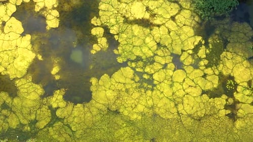 Blick von oben auf exotische, gewundene Flussflüsse durch grüne Feuchtgebiete. Blick aus der Vogelperspektive auf den Zick-Zack Creek.
