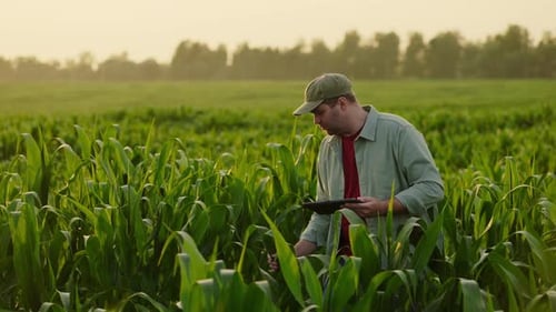 Farmer Walking Between Rows In Field Of Corn Or Maize Making Notes In Tablet Modern Agribusiness