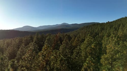 Drone sobrevoa pinheiros e montanhas