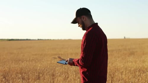 Farmer Using Tablet in Golden Wheat Field