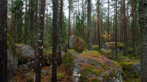 Waldinterieur mit hohen Kiefernstämmen, Granitblöcken und Herbstfarben