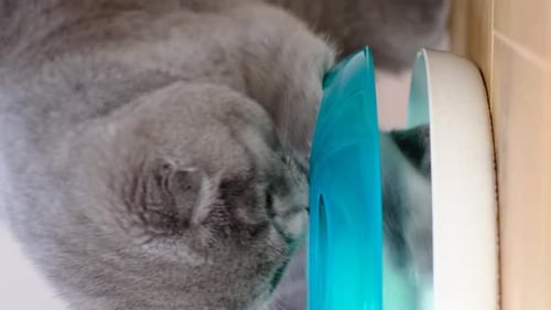 An Adorable Gray Tabby Cat Plays with a Toy Indoors Exploring Pet Fun and Cat Activities