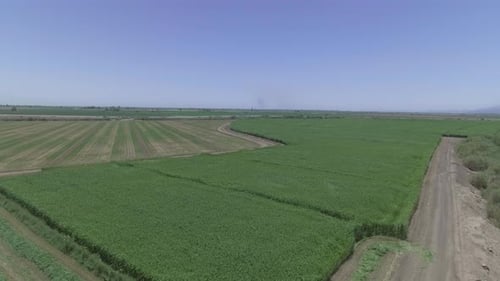Aerial View of a Cornfield