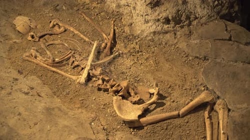 Real Human bones and skull Archeology discovery in cave , Panning shot