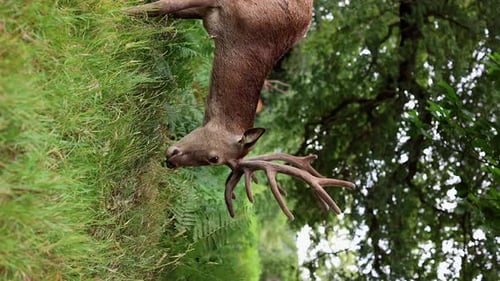 Deer Grazing Peacefully in Green Forest