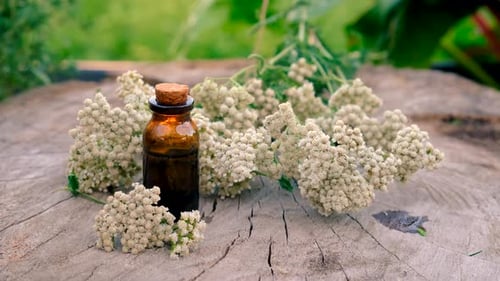 Yarrow Flowers with Tincture Bottle on Wood