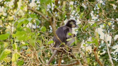 Monkey with Baby in Green Foliage Perched on Tree Branches Vibrant