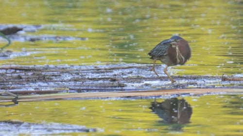 Green Heron on Shore Walking on Shore Slow Motion