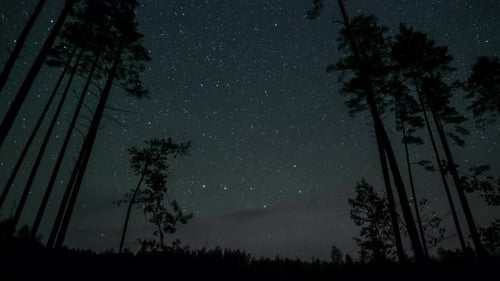 Observation des étoiles dans une forêt tranquille la nuit sous une couverture d'étoiles