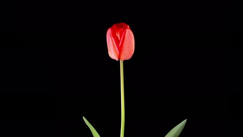 Time Lapse of Blooming Red Tulip Flower Isolated