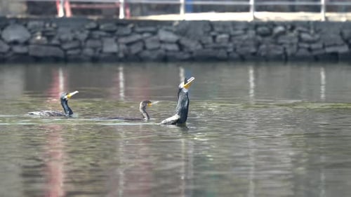 A cormorant with a fishtail sticking out of its beak swimming away from two other cormorants.