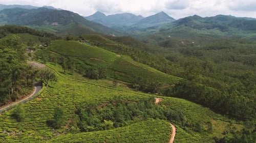 Plantations de thé de Munnar - Kerala, Inde