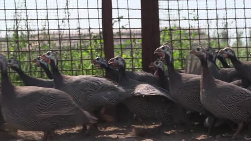 Domestic Adult Guinea Fowl on a Farm in the Open Pen of a Small Poultry Farm