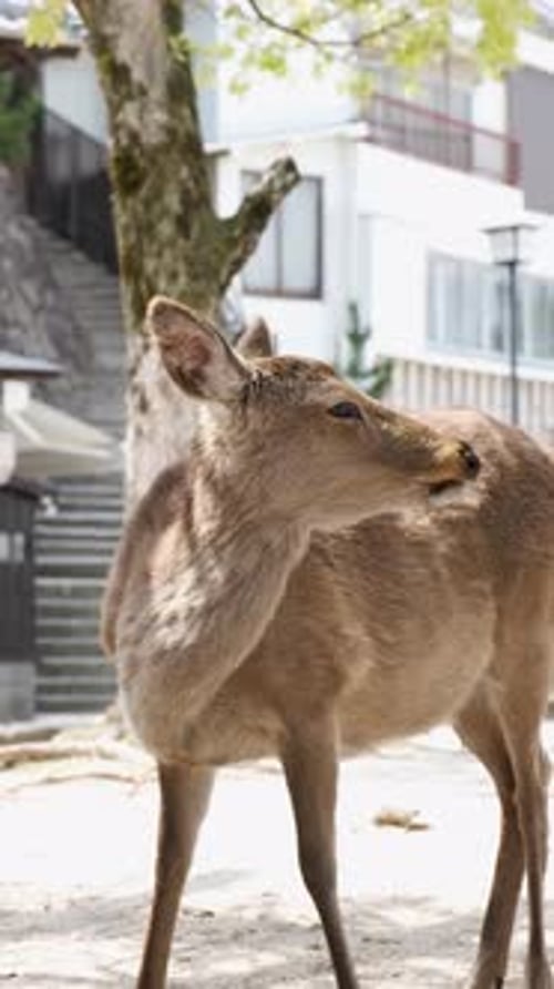 Japanese Deer or Nihonjika Ruminating in a Street in Miyajima Japan