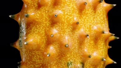 Gros plan d'un concombre Kiwano orange africain avec ses épines épineuses distinctes, en rotation