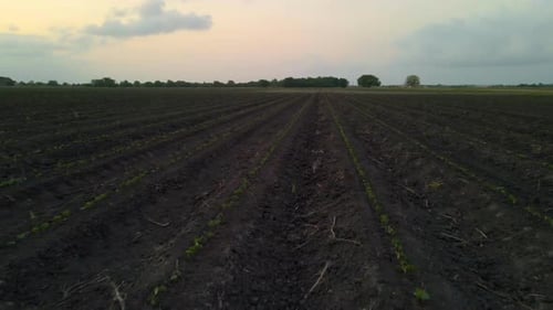 Low-Flying Drone Shot Floating Just Above New Plantings In Field In Texas, U.S.A.